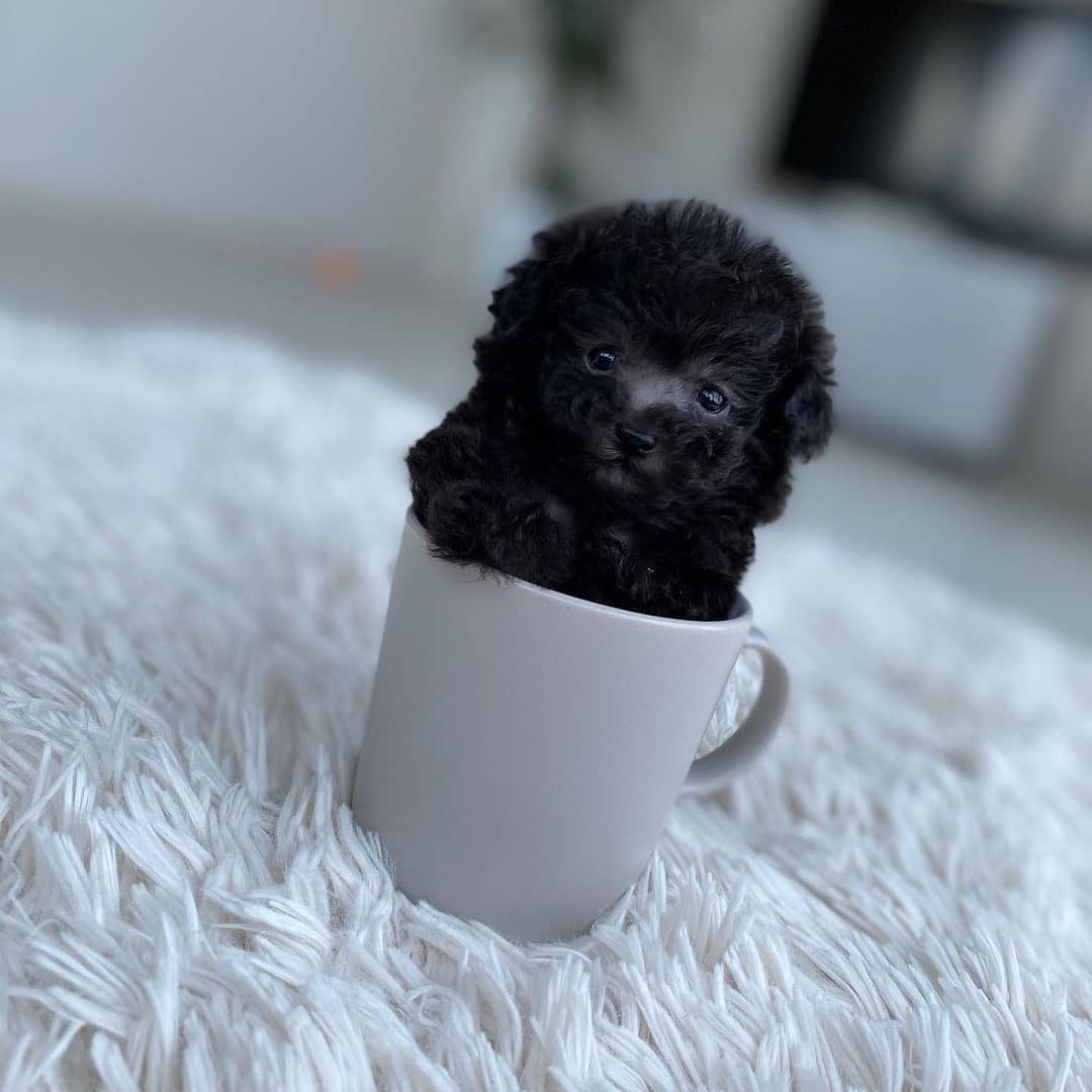 WhatsApp Image 2021-01-20 at 4.50.16 AM